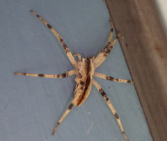 Pisaurina