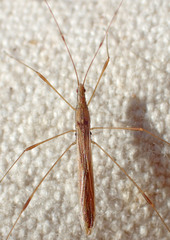 Neoneides muticus