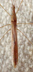 Neoneides muticus