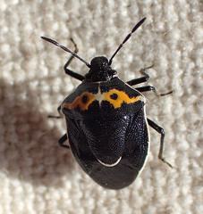 Cosmopepla conspicillaris