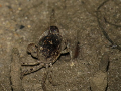 Pseudohelice subquadrata