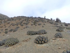 Copiapoa gigantea