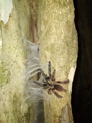 Psalmopoeus victori