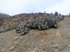 Copiapoa gigantea