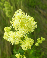 Thalictrum lucidum