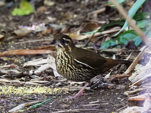 Rufous-tailed Antthrush (Chamaeza ruficauda)
