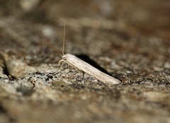 Pterolonche inspersa