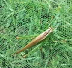 Conocephalus fuscus