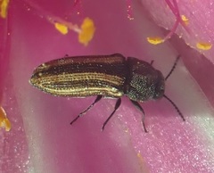 Acmaeodera quadrivittatoides