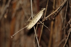 Nothris verbascella