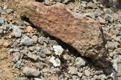 Cerastium nigrescens