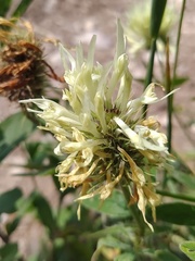 Trifolium pannonicum