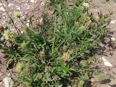 Trifolium pannonicum