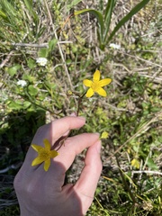 Ranunculus orthorhynchus