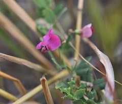 Lathyrus tuberosus