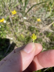 Ranunculus orthorhynchus