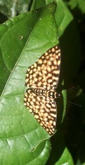 Calydna caieta
