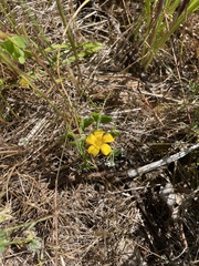 Oxalis suksdorfii