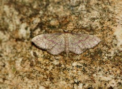 Idaea rhodogrammaria