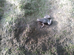 Gastrophryne elegans