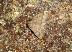 Pechipogo simplicicornis