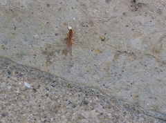 Strumigenys membranifera