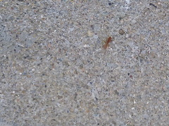 Strumigenys membranifera