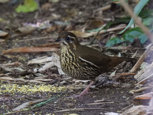 Rufous-tailed Antthrush (Chamaeza ruficauda), photo 4