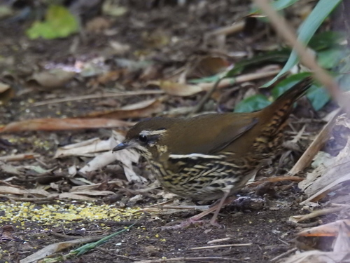 Rufous-tailed Antthrush (Chamaeza ruficauda), photo 10