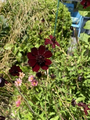 Cosmos atrosanguineus