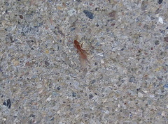 Strumigenys membranifera