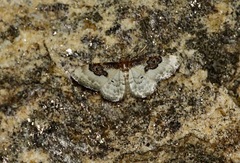 Idaea mustelata