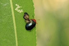 Plagiodera arizonae
