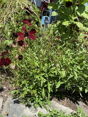 Cosmos atrosanguineus