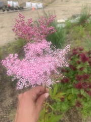 Filipendula rubra