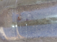 Strumigenys membranifera