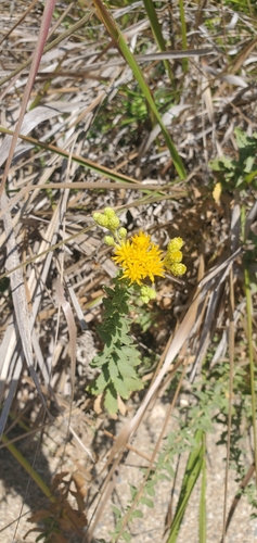 iNaturalist observation photo of Coastal Goldenbush