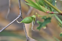 Lathyrus tuberosus