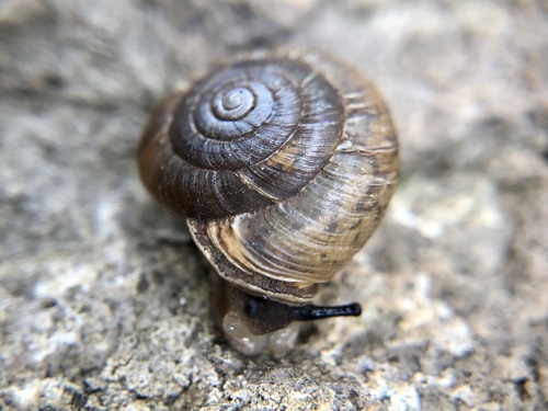 Sierra Blanca Woodlandsnail