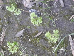 Ricciocarpos
