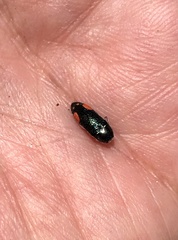 Acmaeodera bivulnera