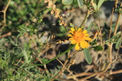 Thymophylla aurea