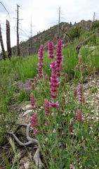 Agastache pallidiflora