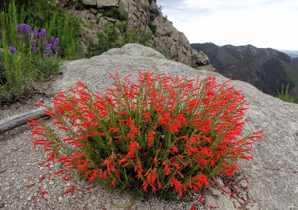 Gila NF Black Range Wilderness NM — Gila NF, Hillsboro NM dispersed campsite