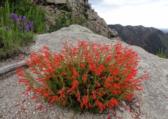 Penstemon pinifolius