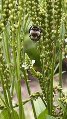 Bombus impatiens