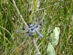 Libellula nodisticta