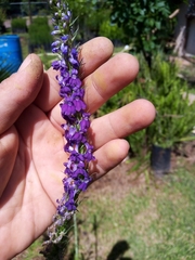 Lobelia fenestralis