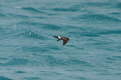 Oceanites gracilis