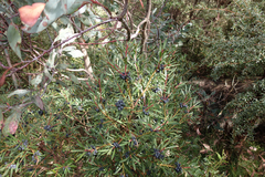 Tasmannia xerophila